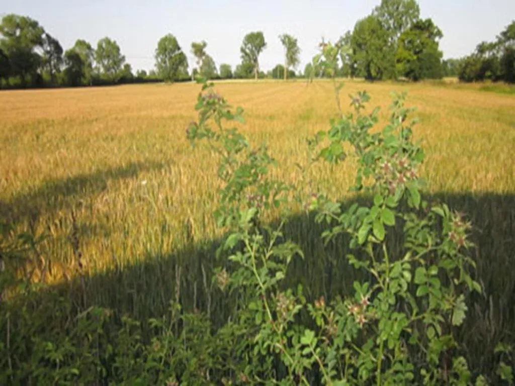 Gardens at Annapurna Church Farm Barns